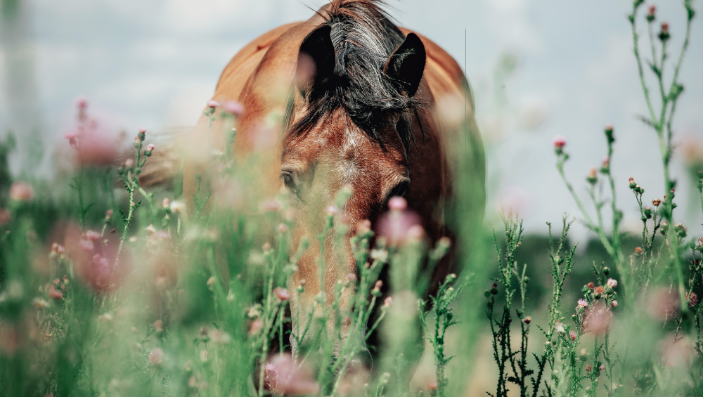 Shake It Off Why is my Horse Shaking his Head? Equine America