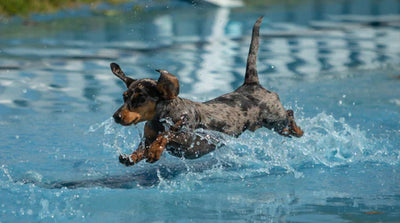 Tips for keeping your pets cool in the hot weather!