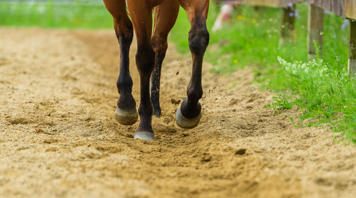 Glucosamine comparing the different types Equine America