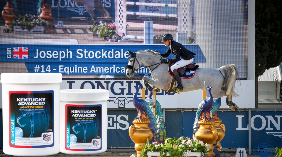 Royal blue cheap show jumping jacket