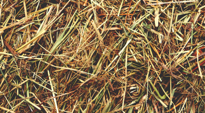 Soaking Hay – Tips and Advice
