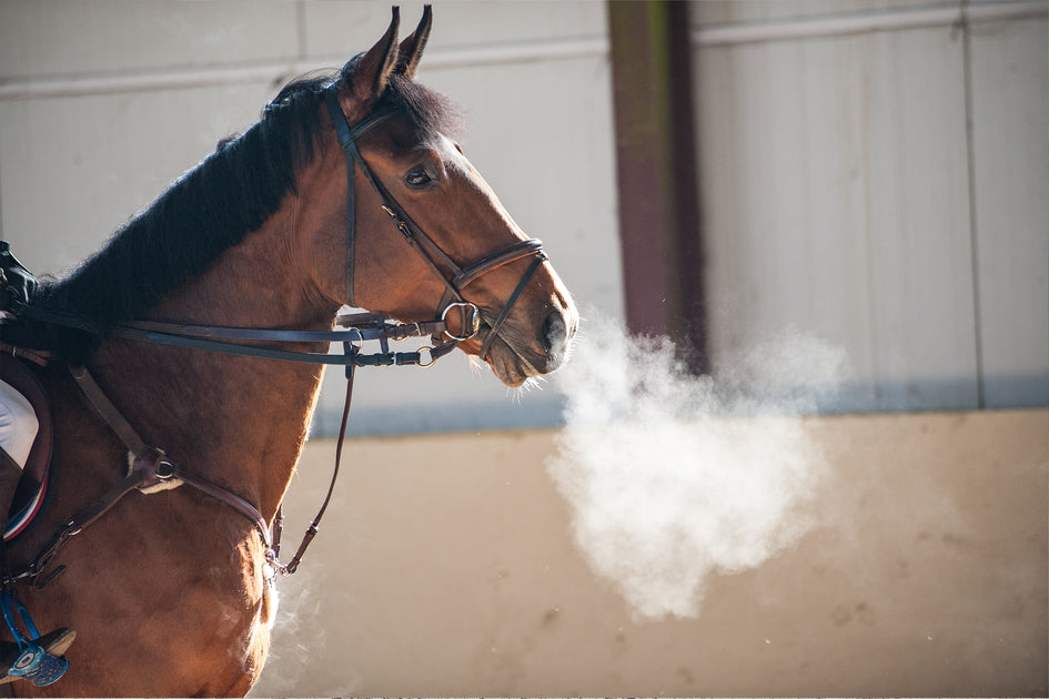 Horse Breathing and Respiratory Supplements Equine America