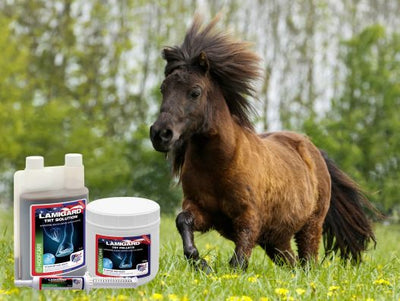 Laminitis