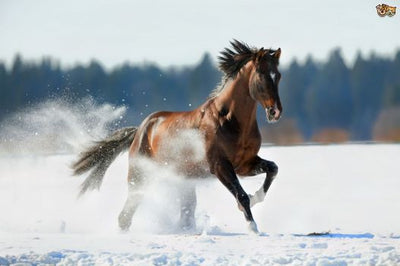 Condition & Weight Management Over Winter