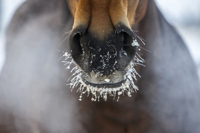 Winter Tips Series - Routine Changing