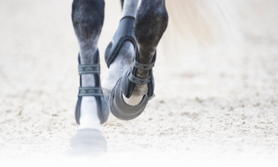 Navicular Syndrome in Horses