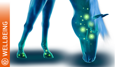Cushings - Who, What & How?