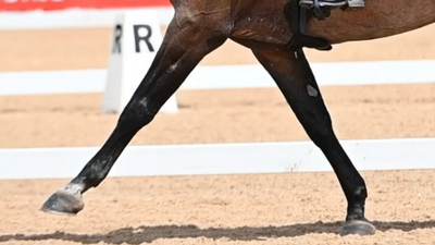 Dressage Supplement Guide: Our Top Picks