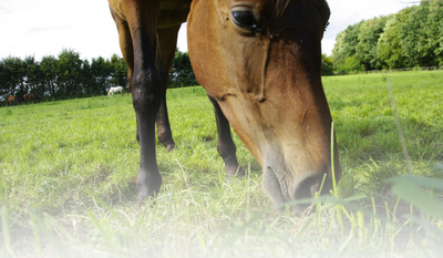 Autumn Forage: Support your horse's nutritional needs