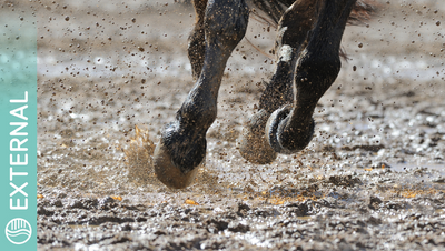 Mud Mud Mud