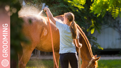Why Would You Hot-Towel Instead Of Bathing The Horse?