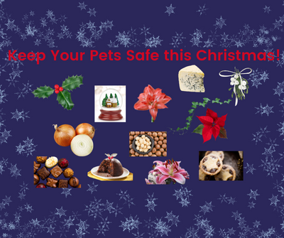 Christmas Hazards for Pets