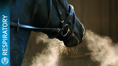 The Horse's Respiratory System