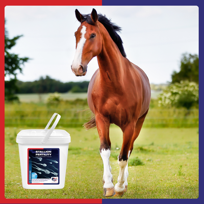 Stallion Fertility