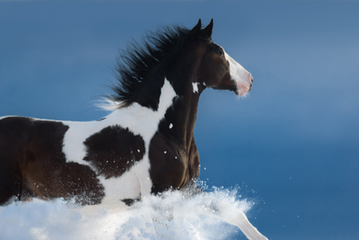 Winter Health and Wellbeing