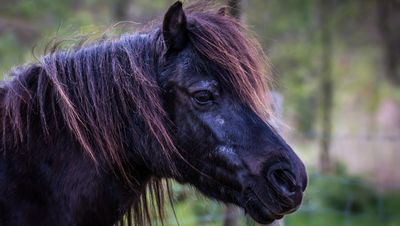 Keeping Older Horses Healthy Over Winter
