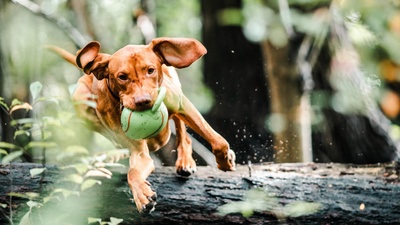 Jointcare for Dogs – Should you be Feeding a Supplement?