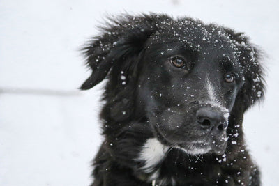How To Care For Your Dog In Winter