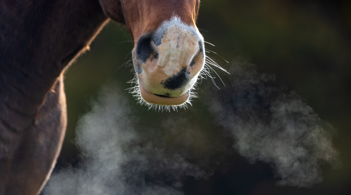 Why do horses cough? Equine America