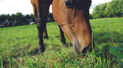 Laminitis – Understanding the What Happens in the Horse’s Body