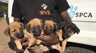 WVS - Helping animals in places where no one else can