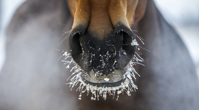 Freezing weather and the risk of Impaction Colic