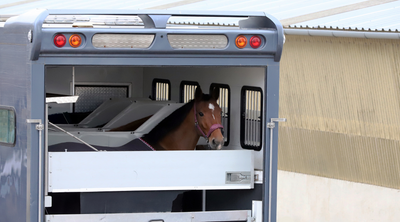 Top tips for keeping your horse healthy when travelling!